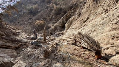 USGS geologist surveys a debris-flow channel in the 2025 Eaton Fire burn area in the foothills above Altadena, California, where uprooted palms, exposed bedrock, and ash-laden runoff illustrate the post-fire flood hazard