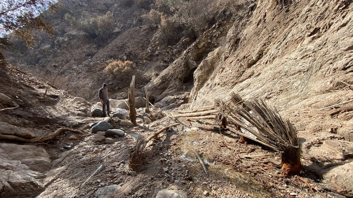 USGS geologist surveys a debris-flow channel in the 2025 Eaton Fire burn area in the foothills above Altadena, California, where uprooted palms, exposed bedrock, and ash-laden runoff illustrate the post-fire flood hazard