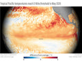 NOAA OISST map showing warm sea surface temperature anomalies across the equatorial Pacific in May 2026, crossing the El Nino threshold (source: NOAA / Climate.gov).